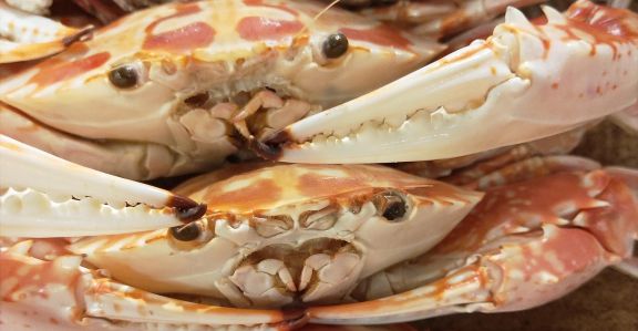 【6/12】米、フィリピン産カニ肉の輸入禁止